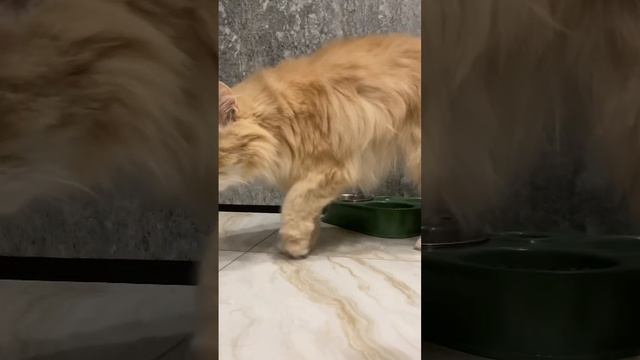 Кот закапывает еду) смотреть онлайн