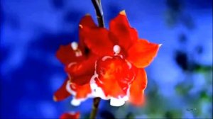 Прекрасные Распускающиеся Цветы