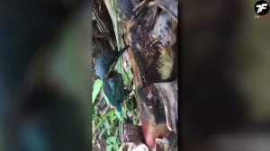 Ученые в Шоке, Что Исследователи Обнаружили Внутри Дерева