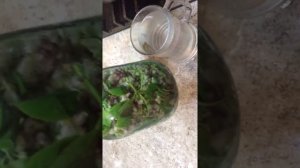 ДЖОНДЖОЛИ! Как посолить