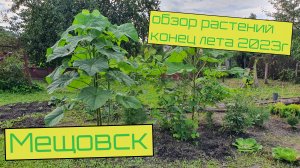 Обзор растений на конец лета 2023 Мещовск