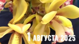 Грабли веерные Для любителей канала Грабли Live  1.08.2025