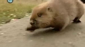 Живёт в деревне Бобёр Семён.mp4