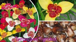 8 САМЫХ ПОПУЛЯРНЫХ ЛУКОВИЧНЫХ ЦВЕТОВ весенней посадки в саду/Елена Мир Семян и Цветов