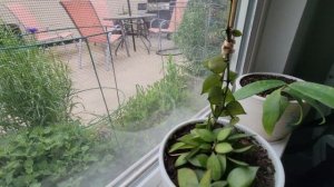 Девять разновидностей хой. Их рост и уход .