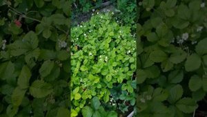 Земляника Золушка из семян. Ленинградская обл.