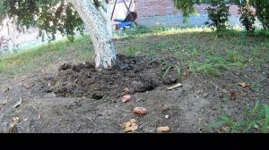 Реакция кота на сосиски