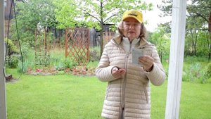 251_Напоминалка. Пора обработать груши от ржавчины