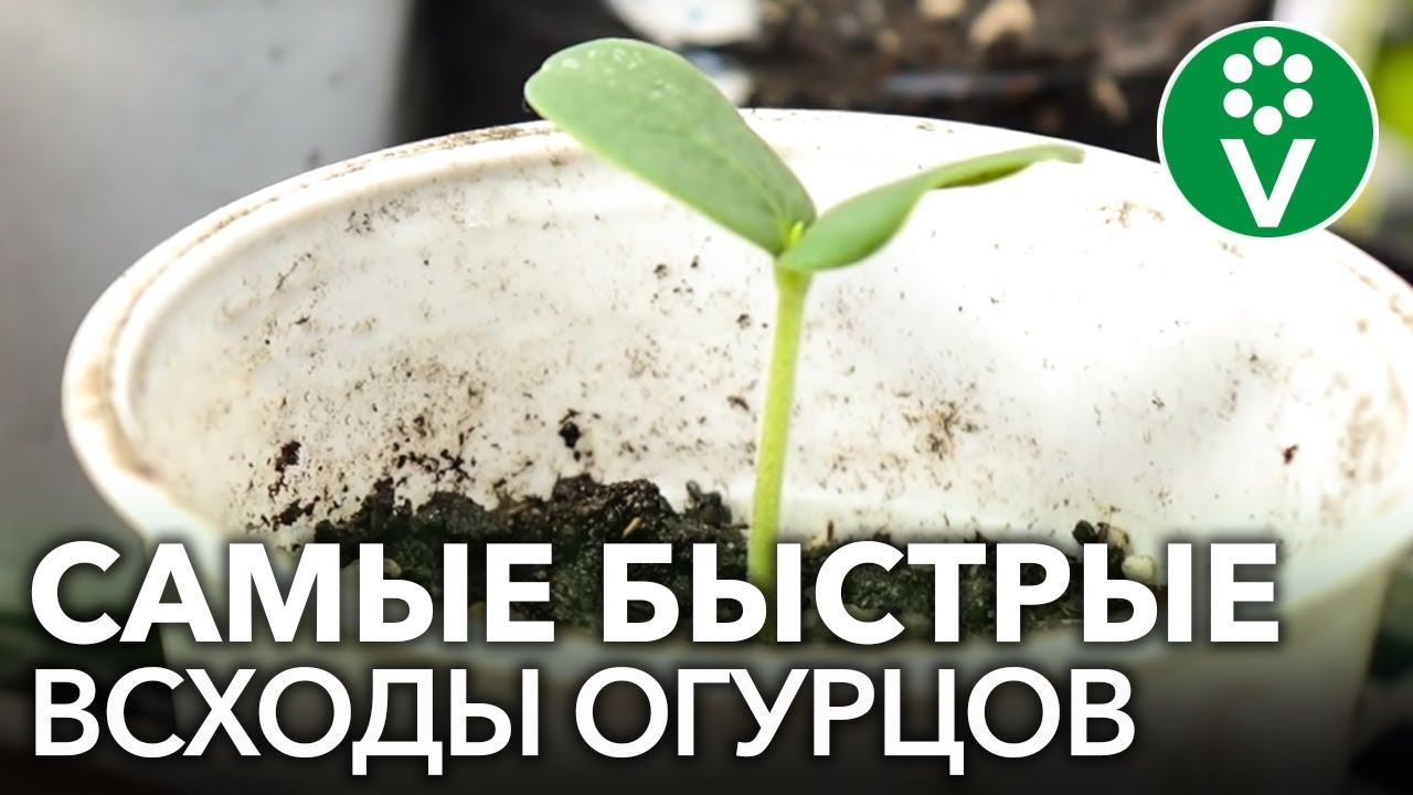 НЕ ПОГУБИТЕ РАССАДУ ОГУРЦОВ! Как посеять и чем подкормить огурцы для отличного урожая?