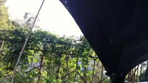 Звон дизельного двигателя