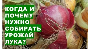 Как определить когда нужно собирать урожай созревшего лука? Признаки созревания лука на грядке