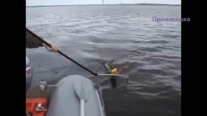 Приколы на рыбалке! Смешные ролики о  рыбалке.