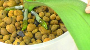 Орхидея Уценка за 150 рублей. Растут корни и листик, за 2 недели! Без пересадки и стимуляторов ...