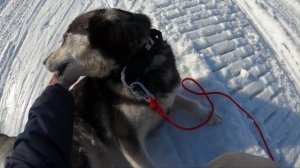 Как обучить собаку Хаски не убегать далеко от хозяина