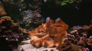 Аквариум 4K HDR