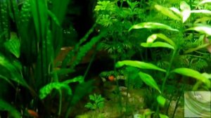 Травник 350 литров