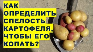 Как определить спелость картофеля? Когда начинать уборку урожая картошки?