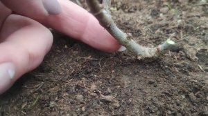 Обрезаю Самарскую Лидию второго года жизни  ? ?