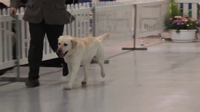 Labrador Retriever - Bests of Breed