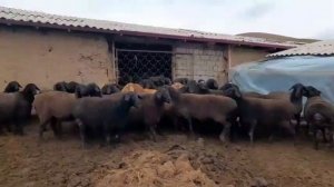 Гиссарские овцы матки на продажу цены договорные Сабиржан тел +998946171710