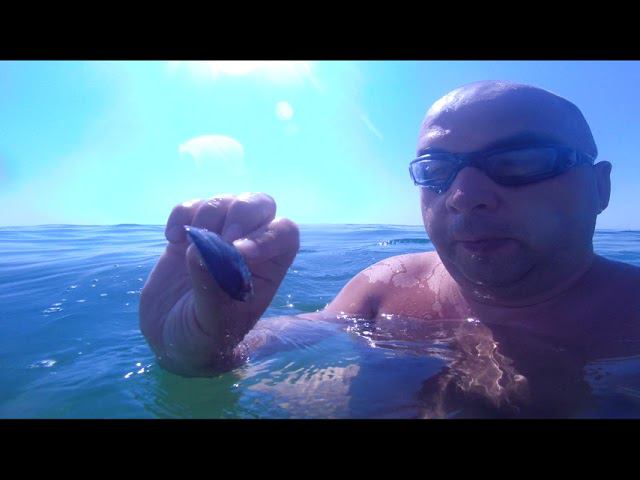 Заплыв 17.07.21 Большая ракушка черноморского гребешка и очень странный корнерот смотреть онлайн