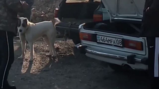 Ит базар (ТАРАЗ) смотреть онлайн