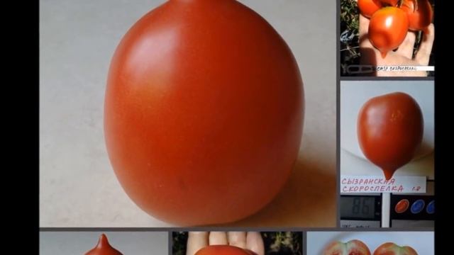 Легендарные Сызранские помидоры смотреть онлайн