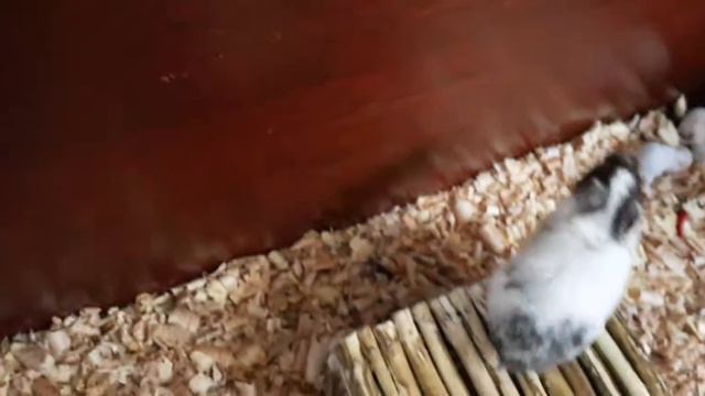 У НАШЕЙ Мимишки родились хомячата