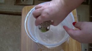 разведение анцитруса