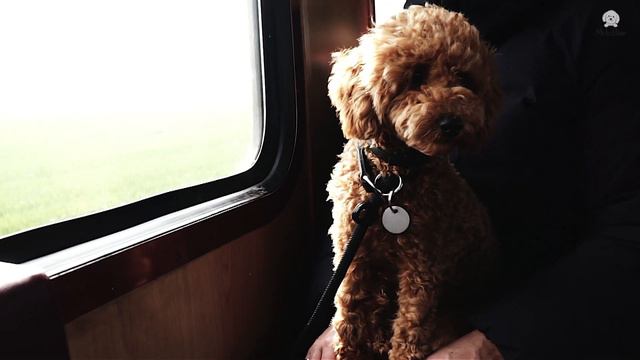 Miniature Poodle Apricot growing Up - One Week to 2,5 Years смотреть онлайн