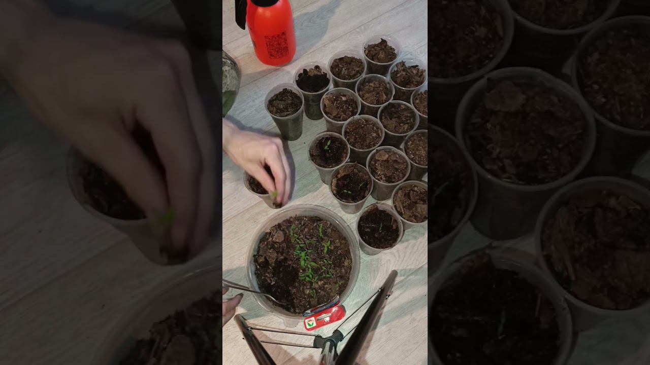 пикирование рассады #подпишись #лайк #2024