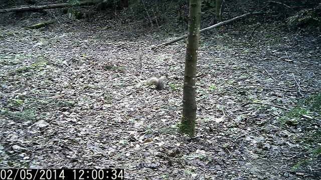 Фотоловушка SunTek HC-300 смотреть онлайн