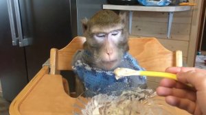 Обезьянка Семён оценил кашу (домашние макаки)