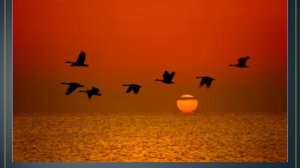Птицы улетают в даль