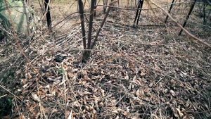 Строю Дом из газоблоков.  Завелись  Змеи На участке