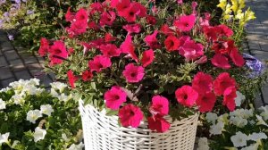 Мой горшечный дворик в конце сентября. Лучшие петунии 2023 г