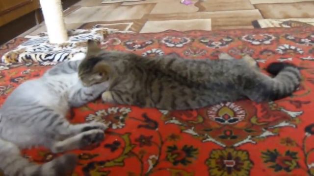 Коты любовь и нежность