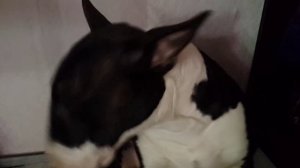 Самая опасная собака в мире!!!!! Бультерьер убийца / The most dangerous dog