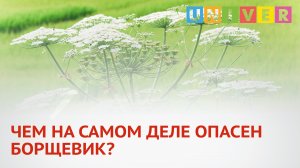 ЧЕМ НА САМОМ ДЕЛЕ ОПАСЕН БОРЩЕВИК