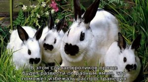 Разведение кроликов в яме