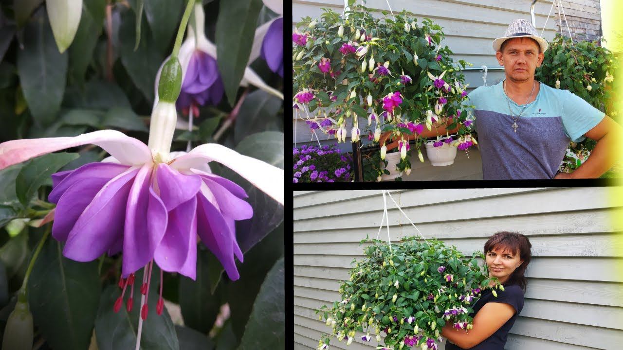 Фуксия. Наши маточники фуксии. Фуксия сохранение.