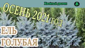 Ель колючая ф голубая на осень 2021 года. Обзор интернет-магазина питомника "Хвойный дворик"