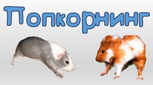 Морская свинка попкорнит) ЧТО ТАКОЕ ПОПКОРНИНГ У МОРСКИХ СВИНОК_