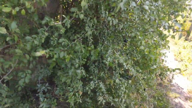 Славянск. 19. 09. 2022 г. Собачий день. смотреть онлайн