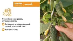 огурец для защищенного грунта Антисипатор F1, Nunhems, BASF