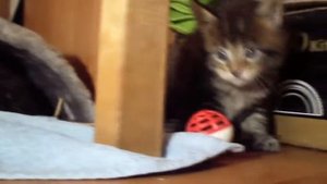 Котята мейн-кун. Исполнился ровно 1 месяц:)