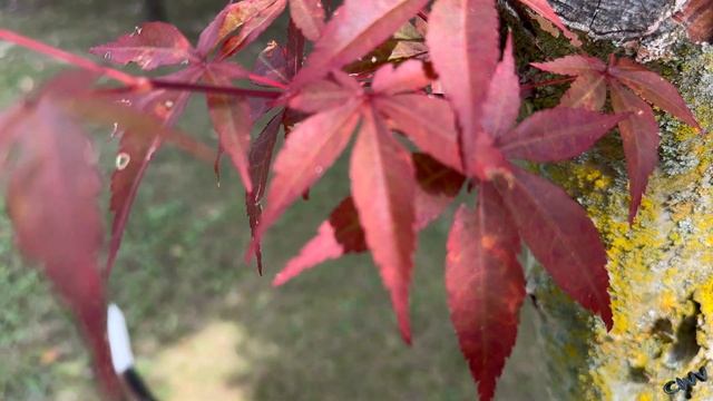 Finding Some Camera Issues #iPhone14ProMax (9.19.22 - Day 3005) Samsung Watch5 Pro Unboxing смотреть онлайн