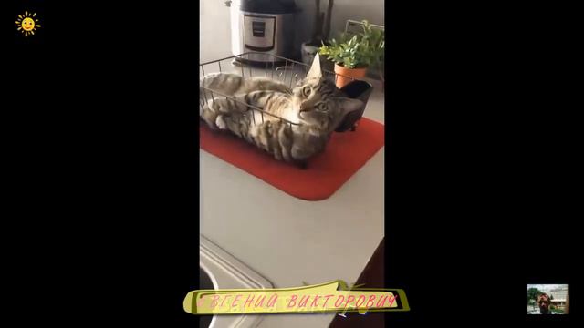 Приколы с животными 17 апреля 2023 года смотреть онлайн