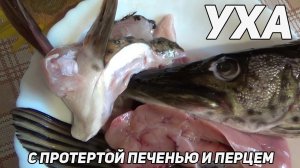 ✔️ Уха из щуки с протертой печенью, жиром и перцем.