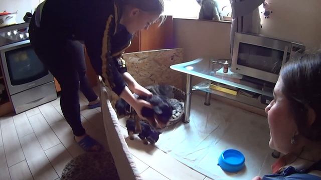 Vlog: Едем за щенком. Собака йоркширский терьер. Щенки смотреть онлайн